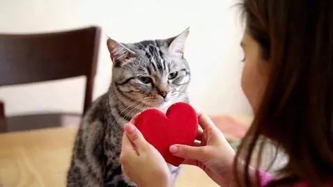 AI Video from prompt: кот дает сердечко маме