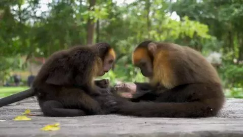 AI Video from prompt: dancing monkey