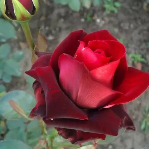 AI Video from prompt: сильный  ветер дует на розу снизу вверх