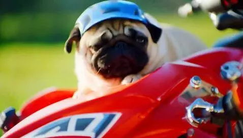 AI Video from prompt: мопсик едет на питбайке