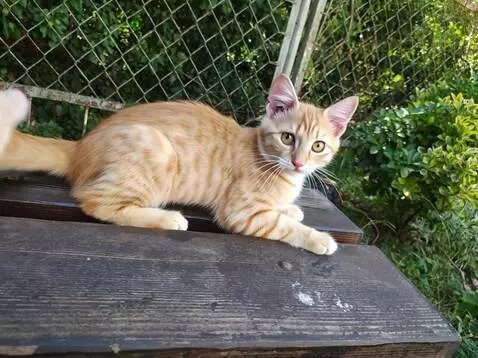 AI Video from prompt: The cat gets up and starts dancing a funny dance