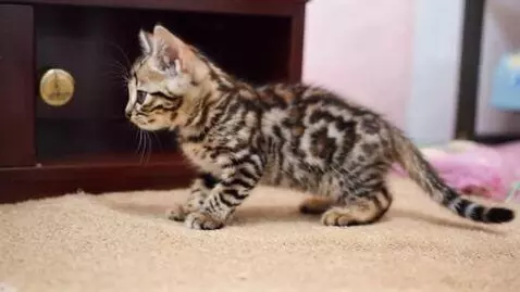 AI Video from prompt: Видео про маленького бездомного котенка раскраск