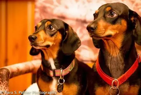 AI Video from prompt: Let them look around and then bump each other no