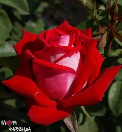 MiniMax Hailuo-02 (pro) video