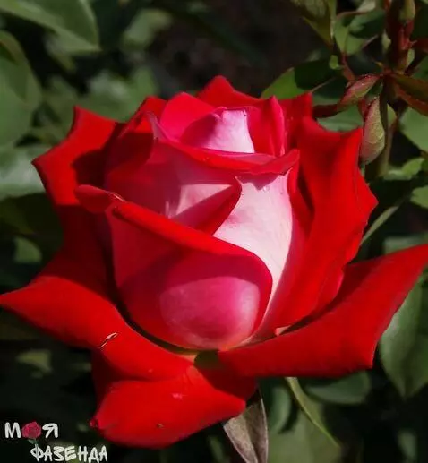 AI Video from prompt: с ильный      ВЕтер дует на розу снизу вверх    