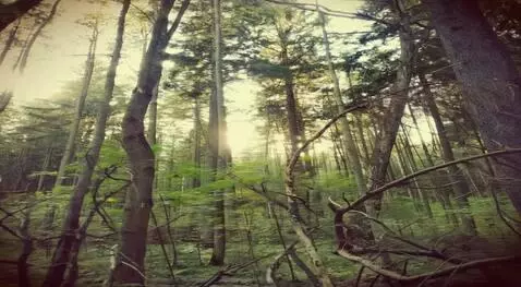 AI Video from prompt: движение справа налево