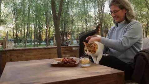 AI Video from prompt: Кошка бегает по столу