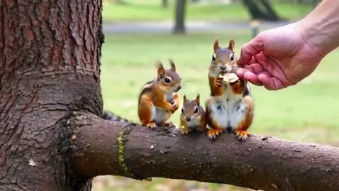 AI Video from prompt: видео, где одна белка-мама на ветке забирает съе