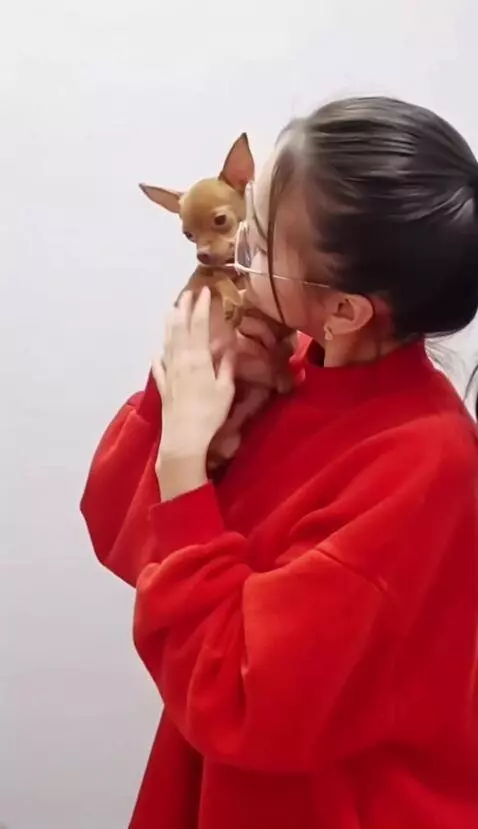 AI Video from prompt: Девушка держит собаку собака шевелится девушка о