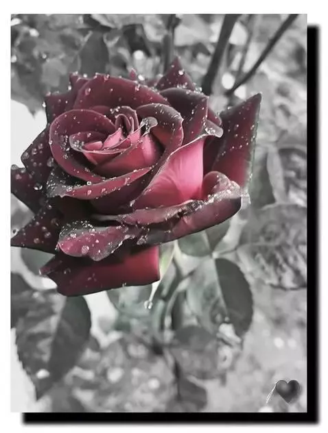 AI Video from prompt: нежный дождь ветер