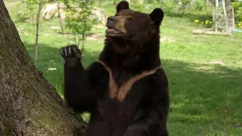 AI Video from prompt: The bear raises his hand and says