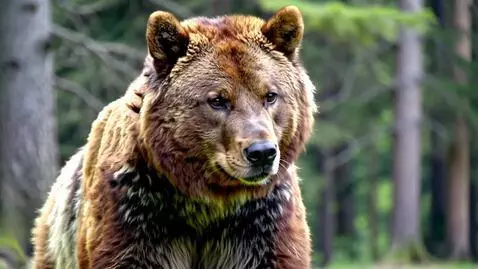 AI Video from prompt: The bear raises his paw and says