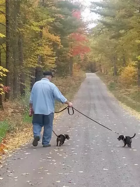AI Video from prompt: Continue walking down the road with these dogs