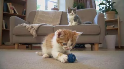 AI Video from prompt: A video of a little kitten playing with a toy. I