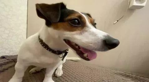 AI Video from prompt: he's dancing and jumping on a pillow to fun musi