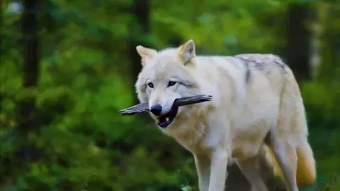 AI Video from prompt: generate how a white wolf holds a knife in its m