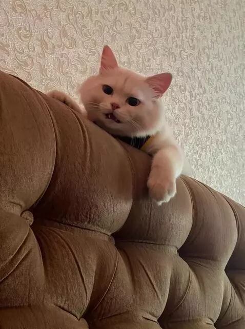 AI Video from prompt: Создай видео где этот кот стоит в подвале с дрон