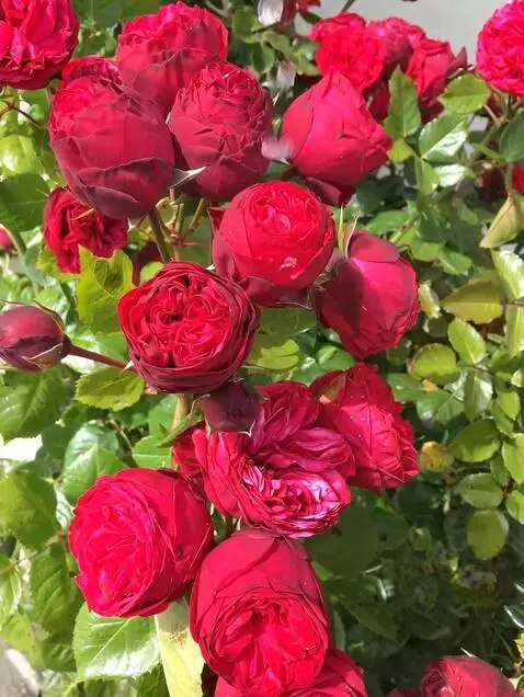 MiniMax Hailuo-02 (pro) video