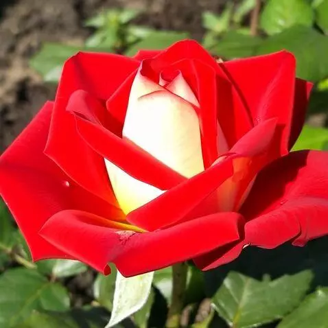 MiniMax Hailuo-02 (pro) video