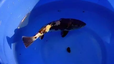 AI Video from prompt: создай видео как плывет рыба линь