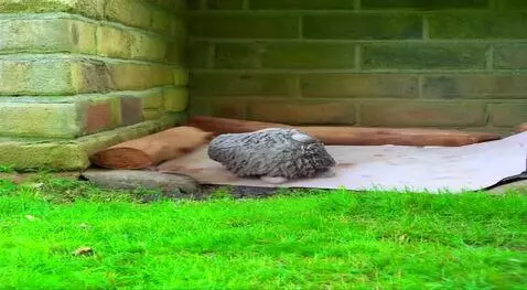 AI Video from prompt: Хлопнулся об кирпичную стену