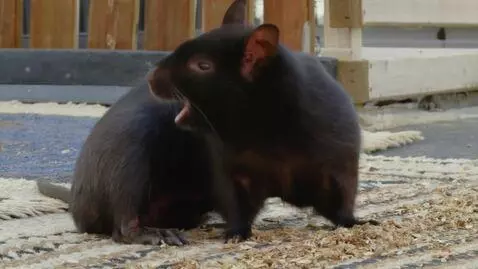 AI Video from prompt: Черный грифон вытирает ноги об ковер, на котором