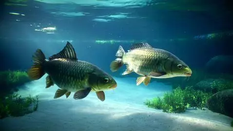 AI Video from prompt: создай видео как плывет две рыбы линь зеленовато