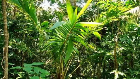 AI Video from prompt: Джунгли в тропиках