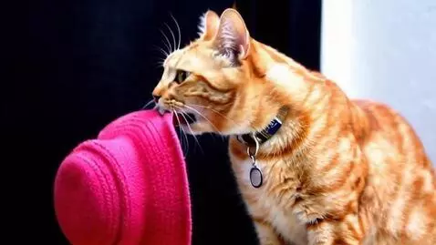 AI Video from prompt: cat eating hats