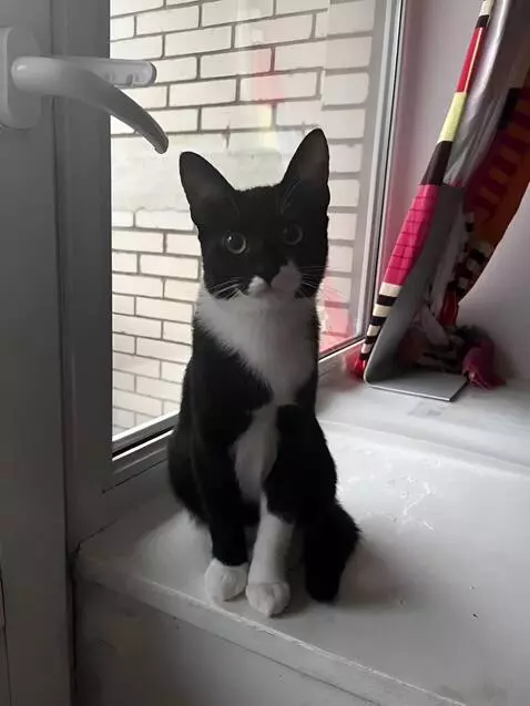 AI Video from prompt: This cat singing “happy birthday” then doing cra