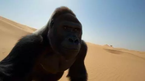 AI Video from prompt: Gorilla walking and talking a selfie in the dese