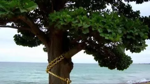 AI Video from prompt: У лукоморья дуб зелёный златая цепь на дубе том,