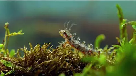 AI Video from prompt: создай видео как плывет жерех светлой окраски в 