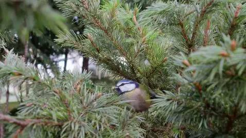 AI Video from prompt: Там где клён шумиит