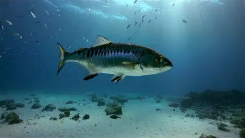 AI Video from prompt: создай видео как плывет сельдь с темной спинкой 