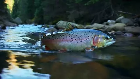 AI Video from prompt: создай видео как плывет семга против чтения