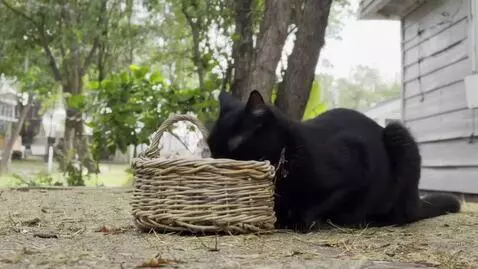 AI Video from prompt: buatkan kucing bergerak