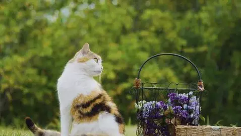 AI Video from prompt: buatkan kucing bergerak