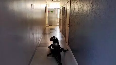 AI Video from prompt: a small crocodile runs down the corridor with a 