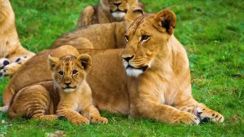 AI Video from prompt: Маленький львенок гордо идет среди других зверей