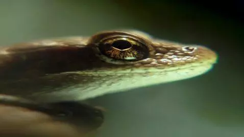 AI Video from prompt: Лицо дракона с красными глазами, которое появляе