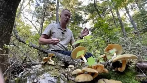 AI Video from prompt: грибы оживают и убегают из кадра, а человека рве