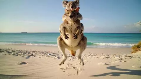 AI Video from prompt: A realistic koala riding a realistic kangaroo ho