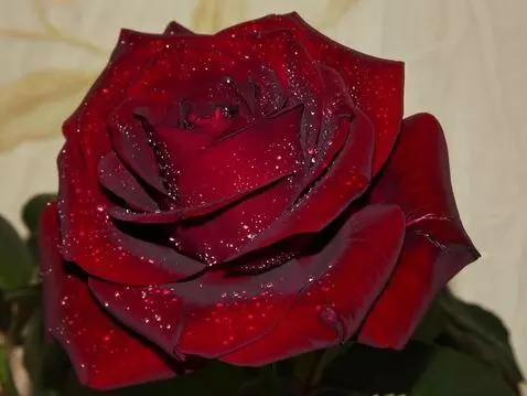 AI Video from prompt: вете дует на розу снизу вверх