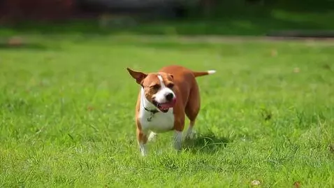 AI Video from prompt: a dog running a grass