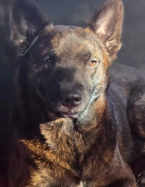 AI Video from prompt: The puppy smiles bright with cyan biolumenescent