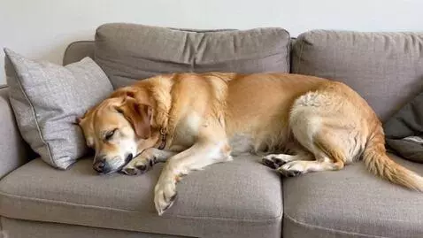 AI Video from prompt: лабрадор на диване  спит