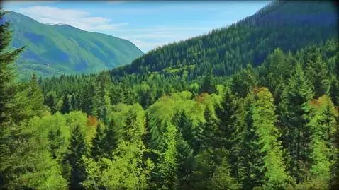AI Video from prompt: a forest and green mountains appear on the glitc