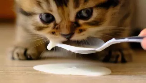 AI Video from prompt: Котенок кушает сгущенку ложкой и капает на стол