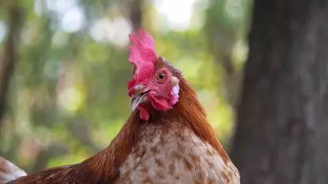 AI Video from prompt: the chicken's hand should be like a chicken's wi